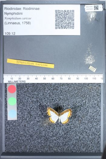 Media type: image;   Entomology 75203
